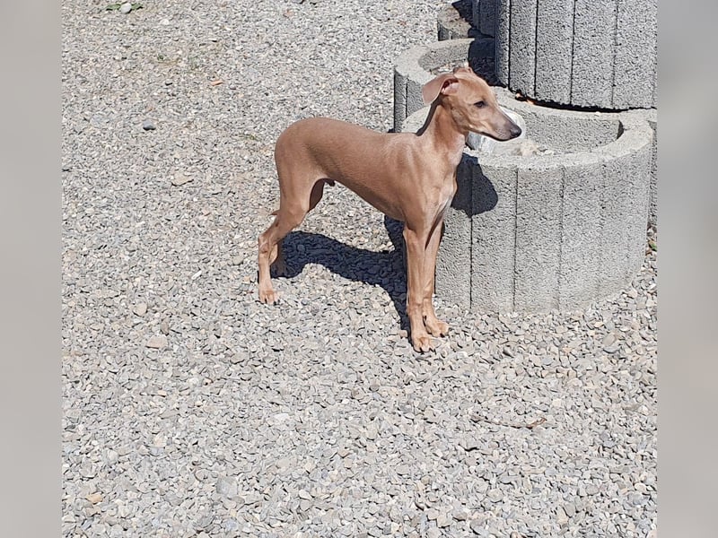 Italienisches Windspiel ... Italian Greyhound ... Sighthound