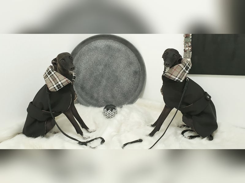 Italienisches Windspiel ... Italian Greyhound ... Sighthound