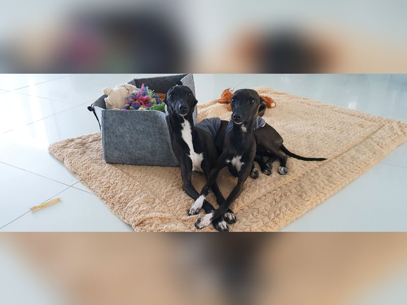 Italienisches Windspiel ... Italian Greyhound ... Sighthound