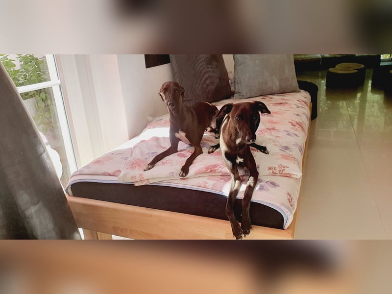 Italienisches Windspiel ... Italian Greyhound ... Sighthound