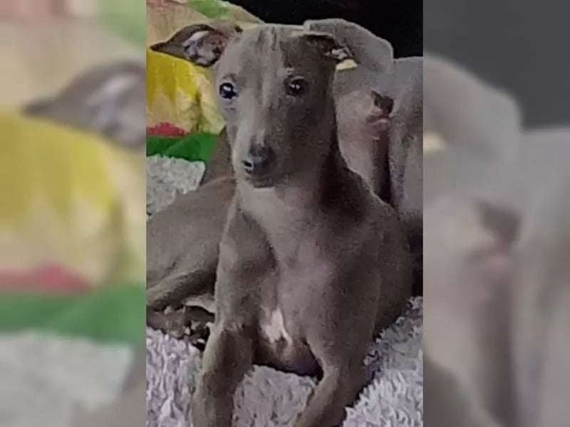 Italienisches Windspiel Deckrüden