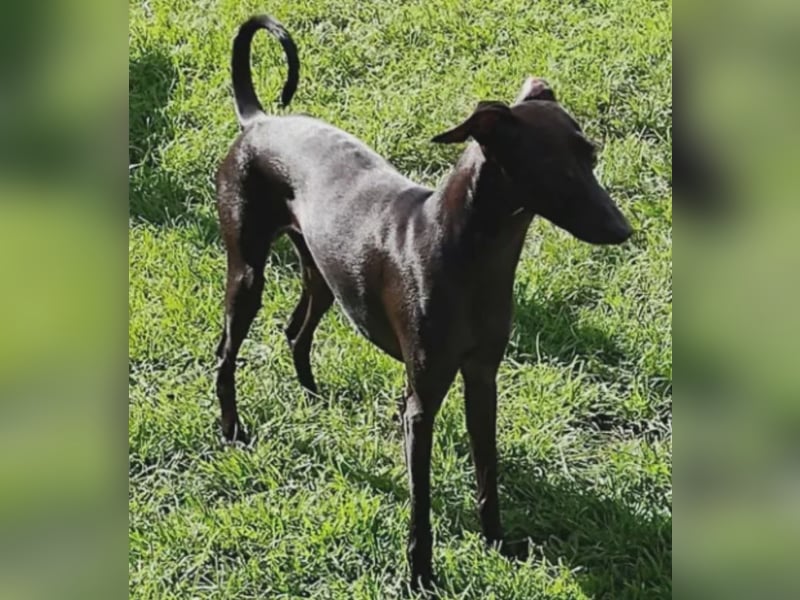 Italienisches Windspiel Deckrüden