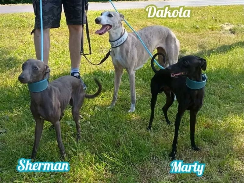 Italienisches Windspiel Deckrüden