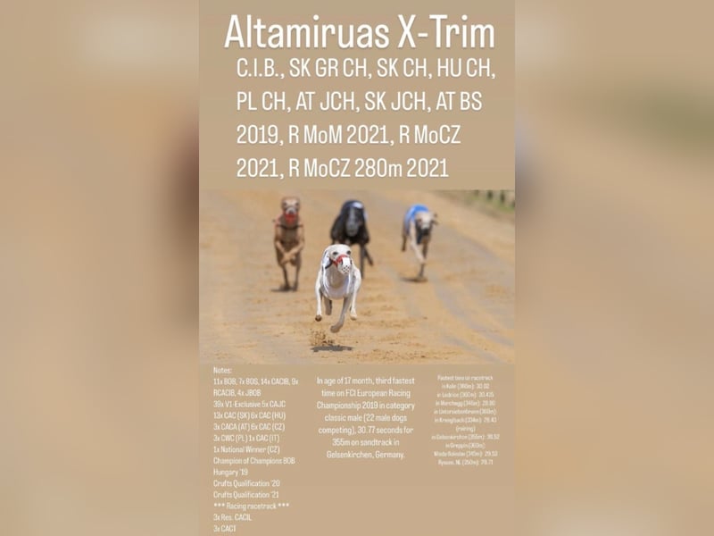 White Italian greyhound / Italienisches Windspiel / Italienischer Windhund