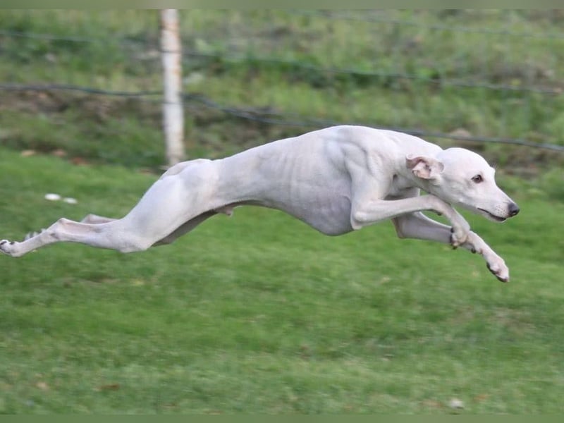 White Italian greyhound / Italienisches Windspiel / Italienischer Windhund