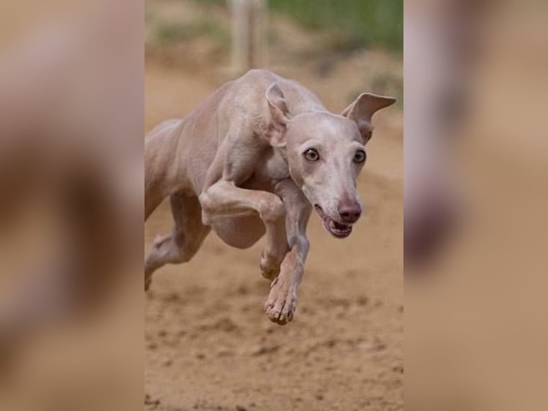 White Italian greyhound / Italienisches Windspiel / Italienischer Windhund