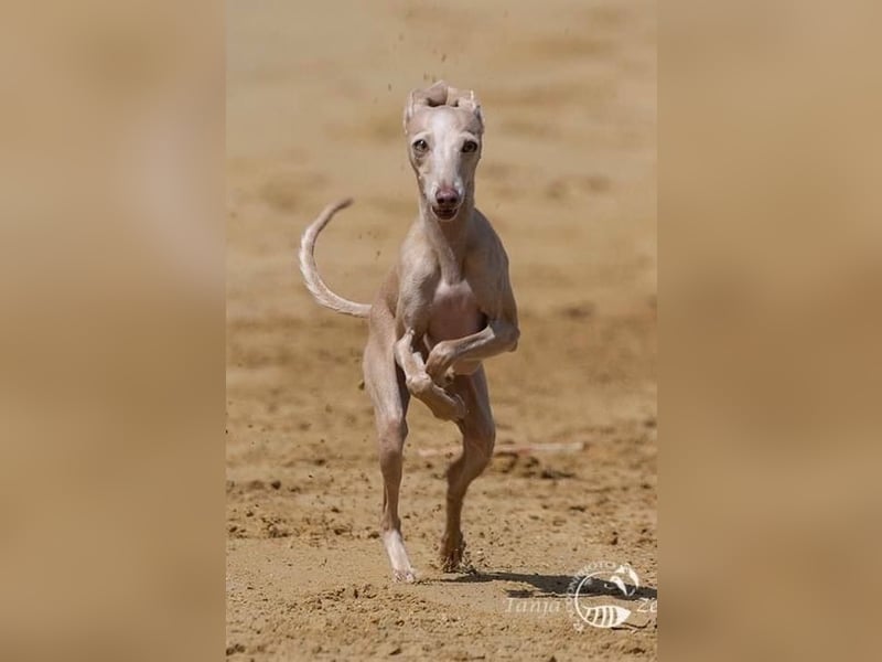 White Italian greyhound / Italienisches Windspiel / Italienischer Windhund