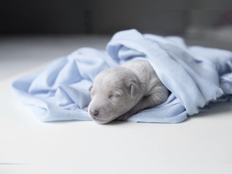 White Italian greyhound / Italienisches Windspiel / Italienischer Windhund