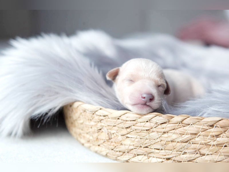 White Italian greyhound / Italienisches Windspiel / Italienischer Windhund
