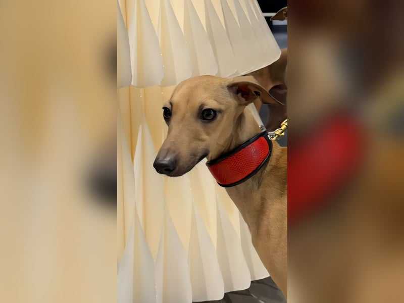 Wunderschöner Elvis wartet auf seine Menschen!