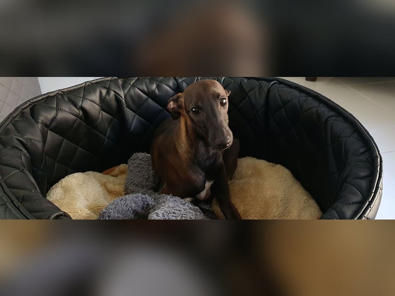 Italienisches Windspiel ... Italian Greyhound ... Sighthound