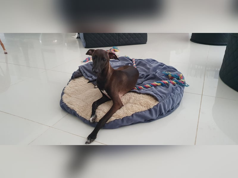 Italienisches Windspiel ... Italian Greyhound ... Sighthound
