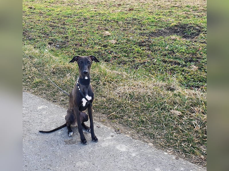 Italienisches Windspiel ... Italian Greyhound ... Sighthound