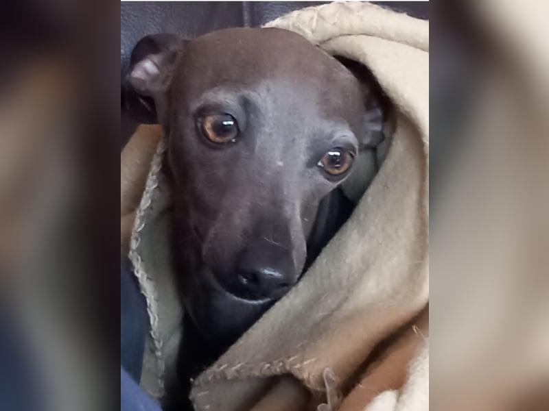 IGGY 3 Jahre Italienisches Windspiel Italien Greyhound