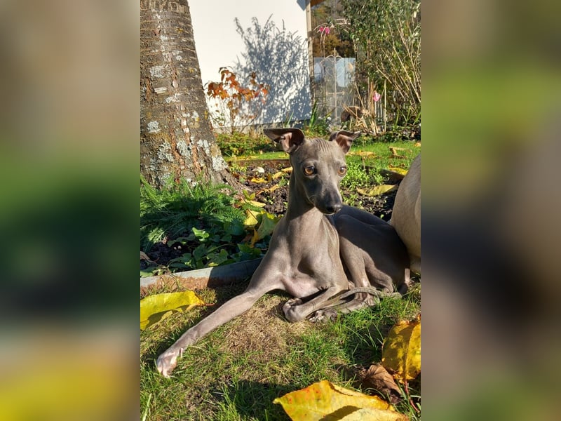 IGGY 3 Jahre Italienisches Windspiel Italien Greyhound