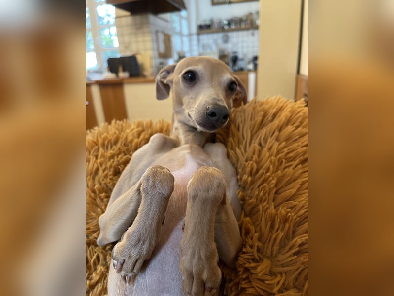 Klassischer Windspielrüde