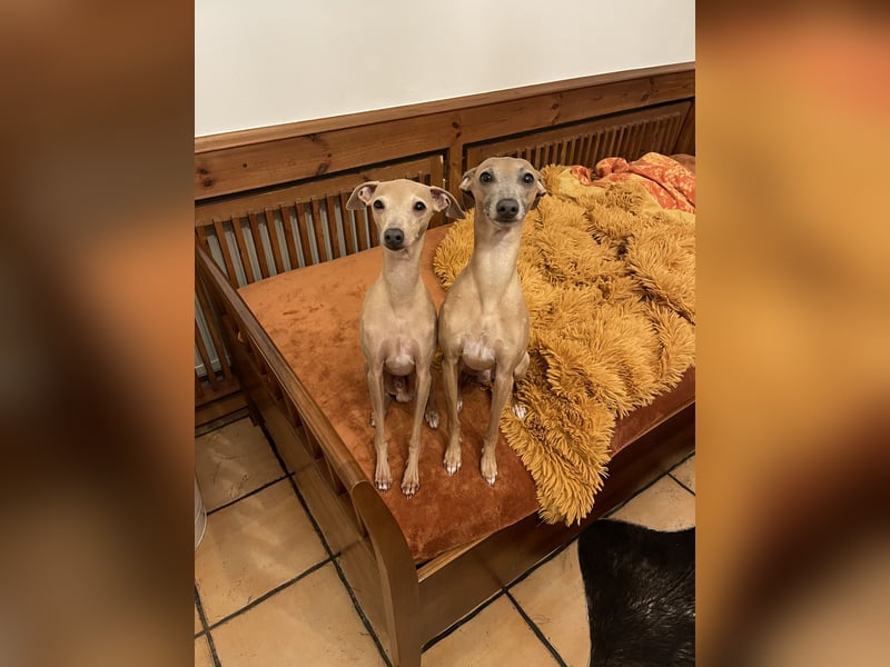 Klassischer Windspielrüde