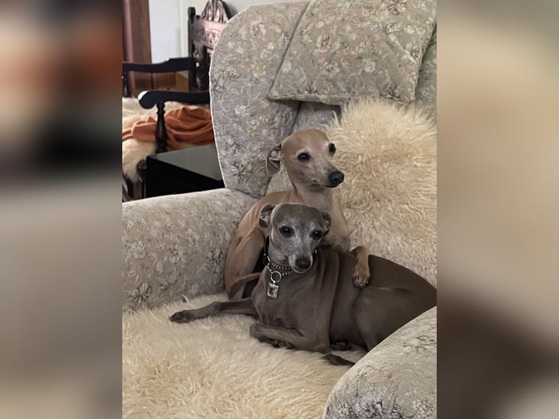 Klassischer Windspielrüde