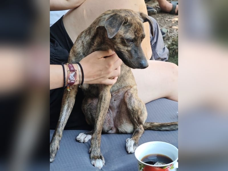 Elena - die nächste Wendung soll ins Hundeglück führen