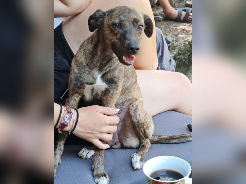 Elena - die nächste Wendung soll ins Hundeglück führen