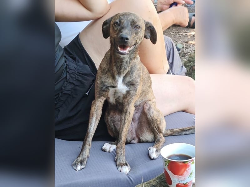 Elena - die nächste Wendung soll ins Hundeglück führen