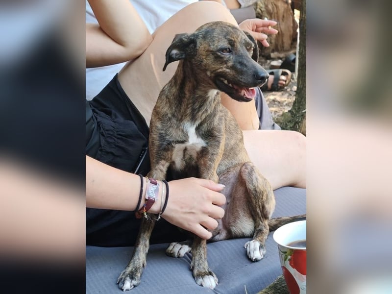Elena - die nächste Wendung soll ins Hundeglück führen