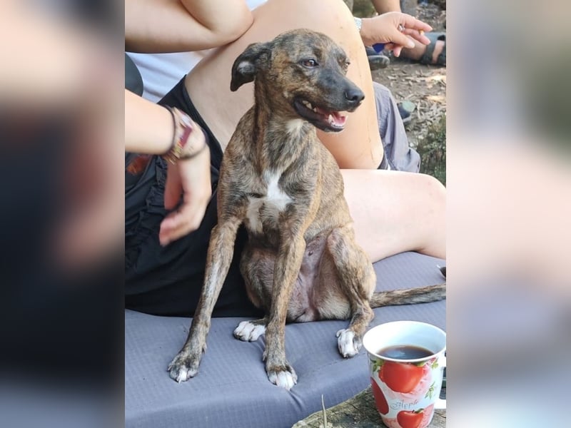 Elena - die nächste Wendung soll ins Hundeglück führen