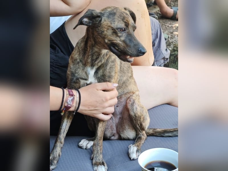 Elena - die nächste Wendung soll ins Hundeglück führen