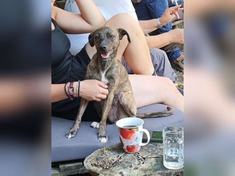 Elena - die nächste Wendung soll ins Hundeglück führen