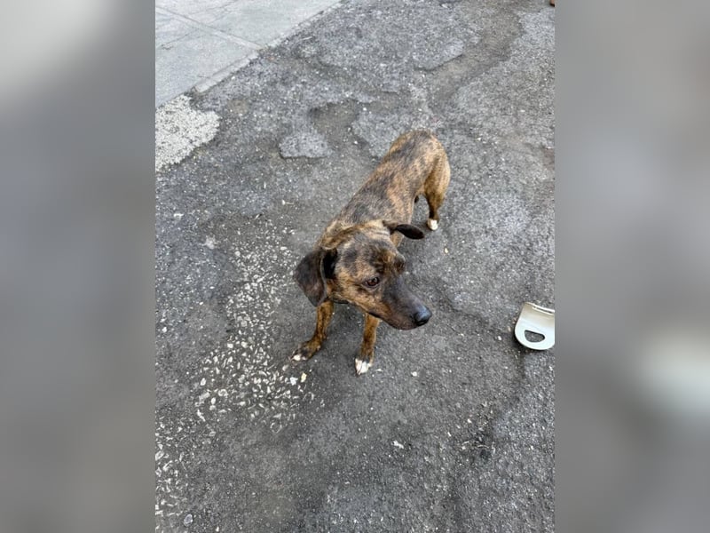 Elena - die nächste Wendung soll ins Hundeglück führen