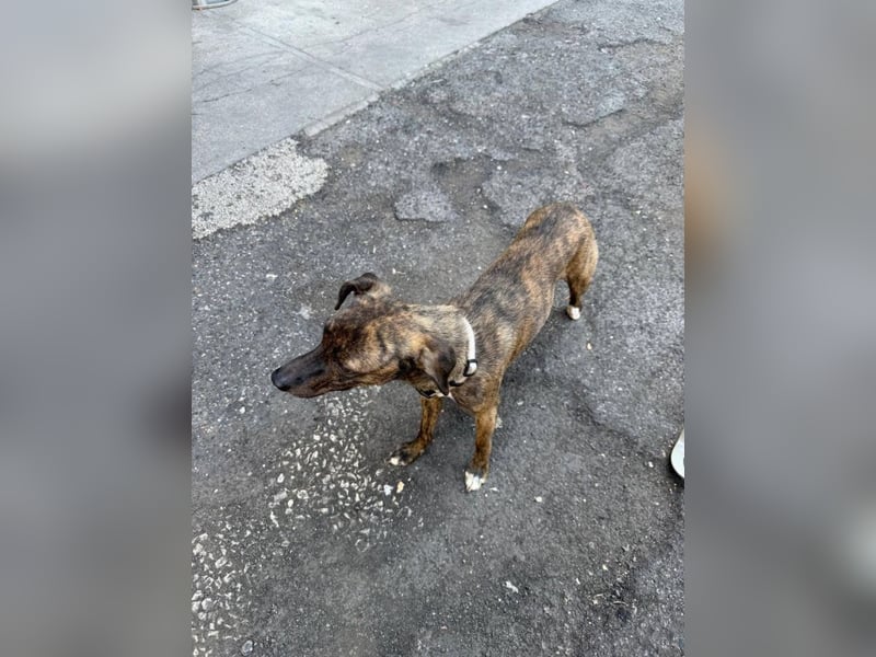 Elena - die nächste Wendung soll ins Hundeglück führen