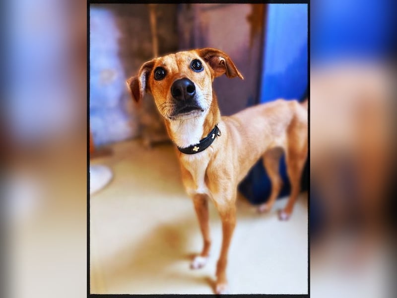 Eine grazile Gasele! Die sich nach IHREN Menschen sehnt!