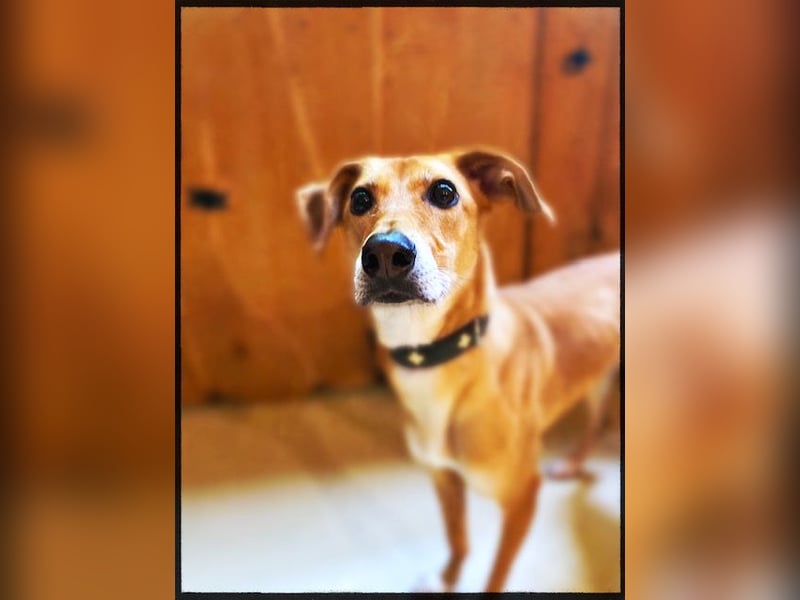 Eine grazile Gasele! Die sich nach IHREN Menschen sehnt!