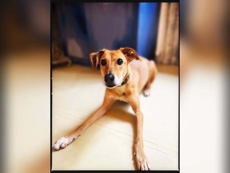 Eine grazile Gasele! Die sich nach IHREN Menschen sehnt!