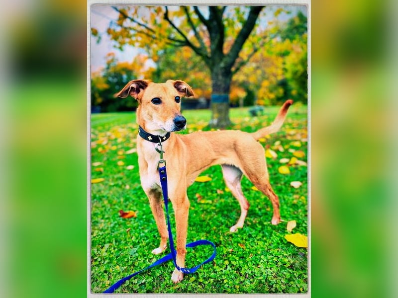 Eine grazile Gasele! Die sich nach IHREN Menschen sehnt!