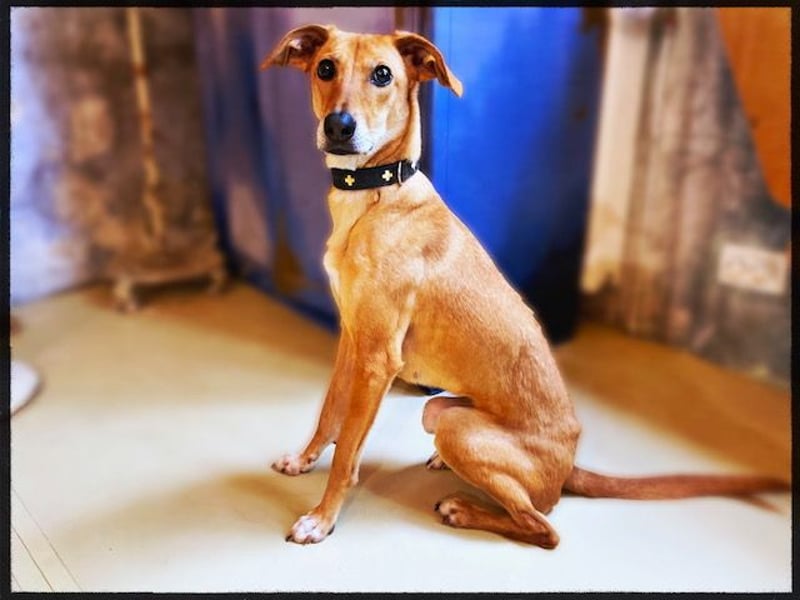 Eine grazile Gasele! Die sich nach IHREN Menschen sehnt!