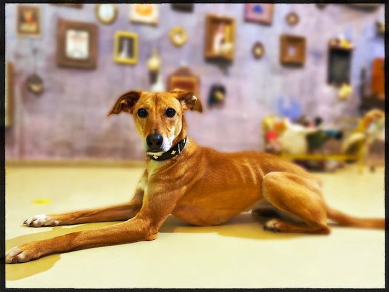 Eine grazile Gasele! Die sich nach IHREN Menschen sehnt!