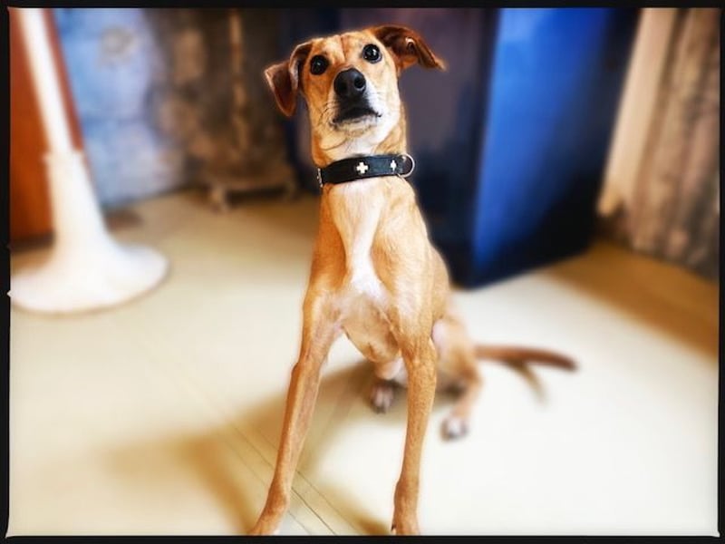 Eine grazile Gasele! Die sich nach IHREN Menschen sehnt!