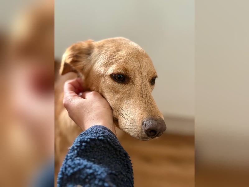 Kinderlieber kleiner Windhund, 7Mon., gepflegt, unkompliziert