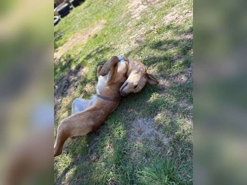 Kinderlieber kleiner Windhund, 7Mon., gepflegt, unkompliziert