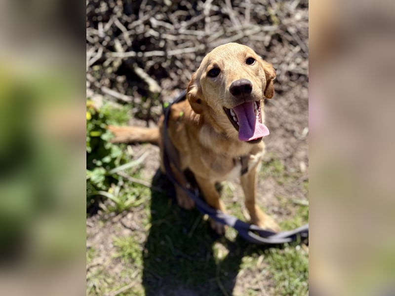 Kinderlieber kleiner Windhund, 7Mon., gepflegt, unkompliziert