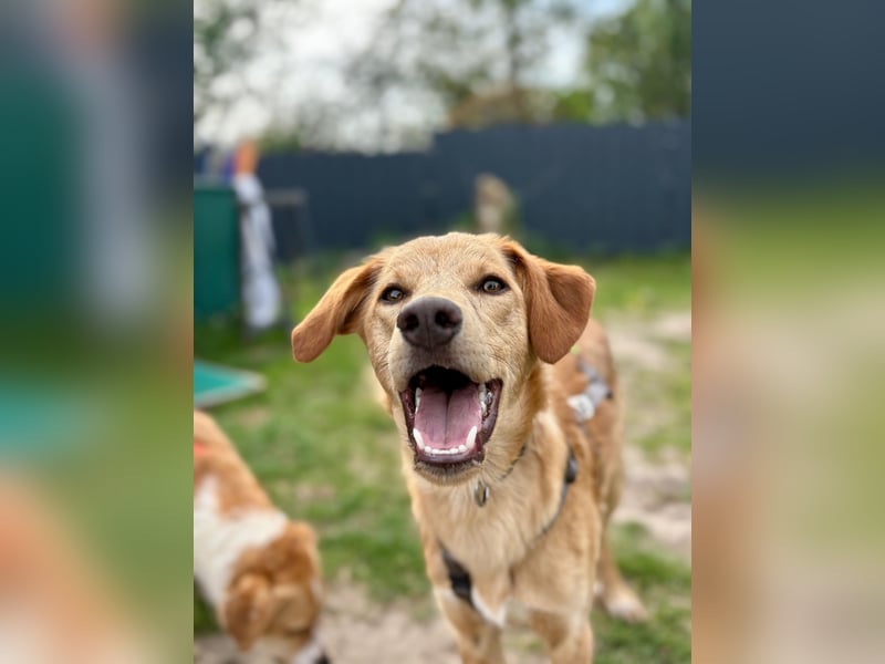 Kinderlieber kleiner Windhund, 7Mon., gepflegt, unkompliziert