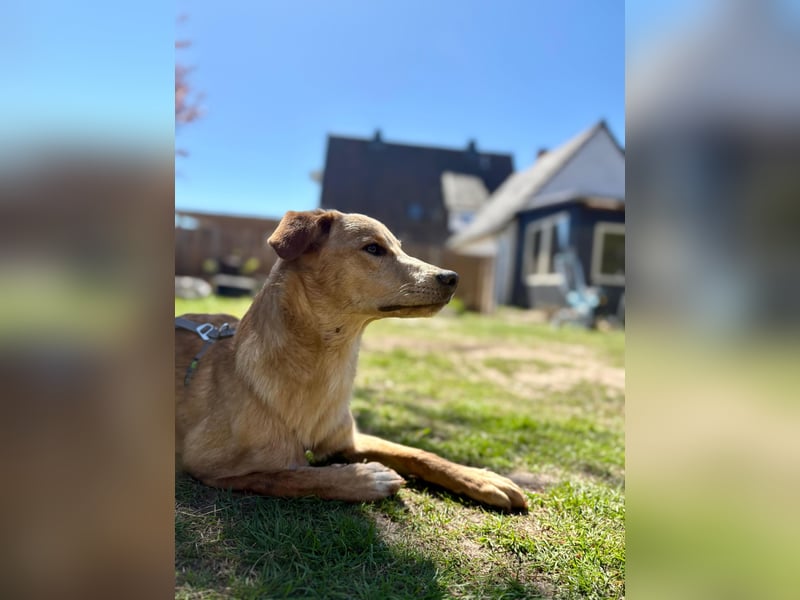 Kinderlieber kleiner Windhund, 7Mon., gepflegt, unkompliziert