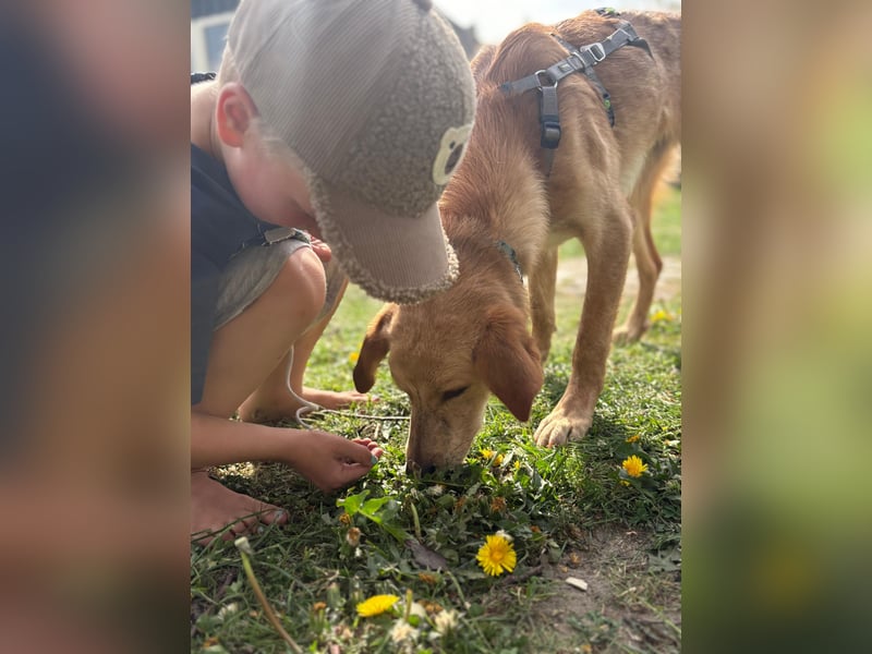 Kinderlieber kleiner Windhund, 7Mon., gepflegt, unkompliziert