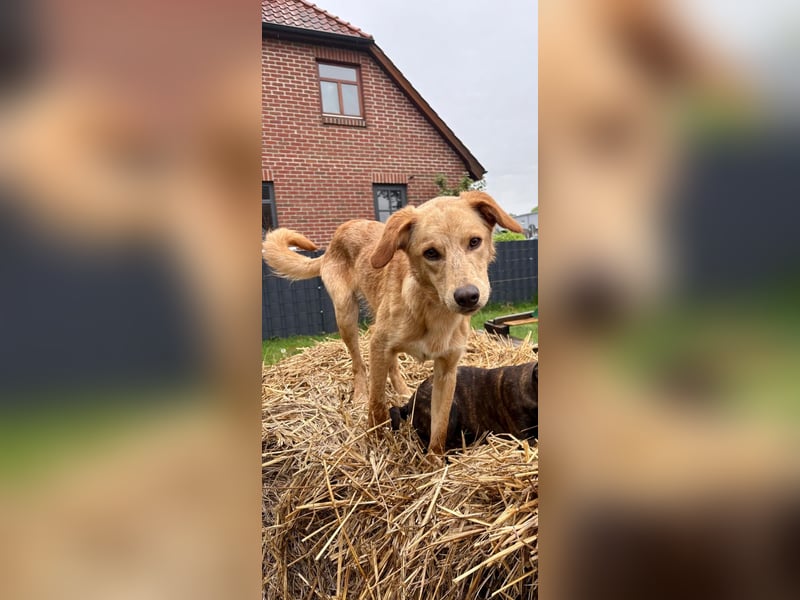 Kinderlieber kleiner Windhund, 7Mon., gepflegt, unkompliziert