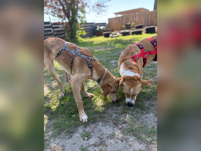Kinderlieber kleiner Windhund, 7Mon., gepflegt, unkompliziert
