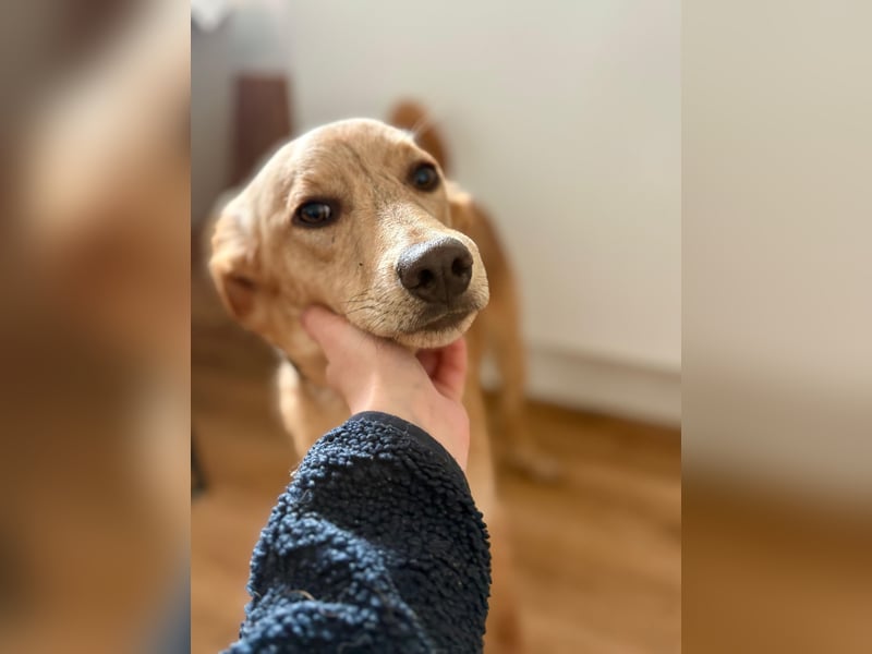 Kinderlieber kleiner Windhund, 7Mon., gepflegt, unkompliziert