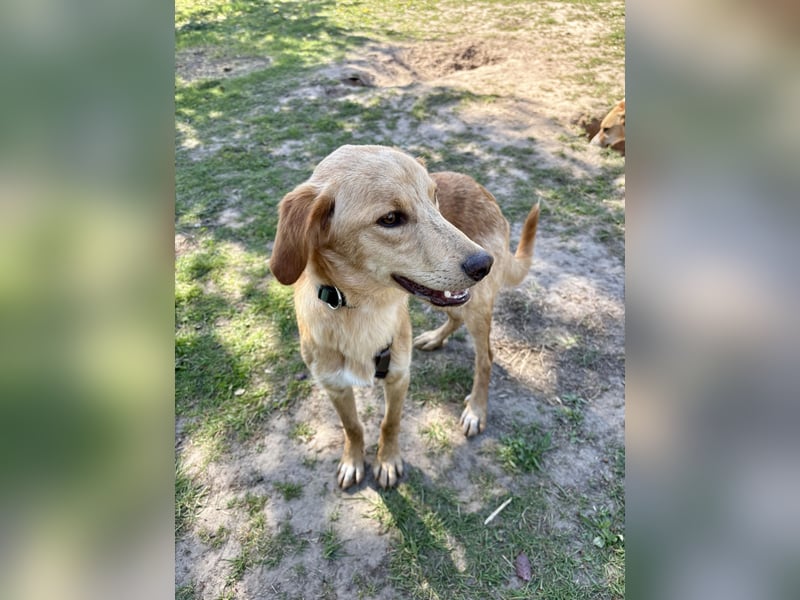 Kinderlieber kleiner Windhund, 7Mon., gepflegt, unkompliziert