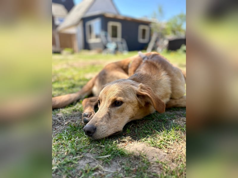 Kinderlieber kleiner Windhund, 7Mon., gepflegt, unkompliziert