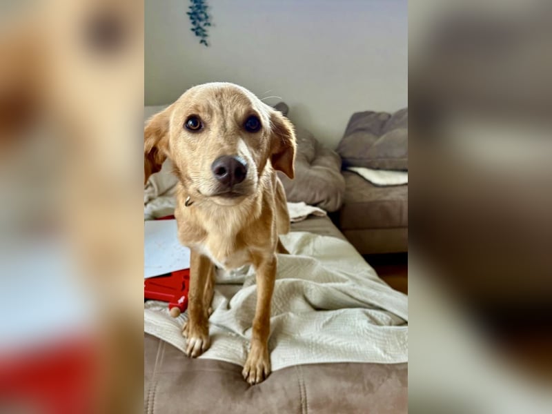 Kinderlieber kleiner Windhund, 7Mon., gepflegt, unkompliziert